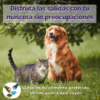 Perro y gato en el césped